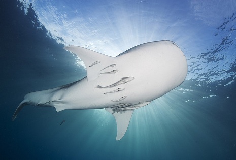 樂(lè)思輿情監(jiān)測(cè)--信息海洋中的藍(lán)鯨